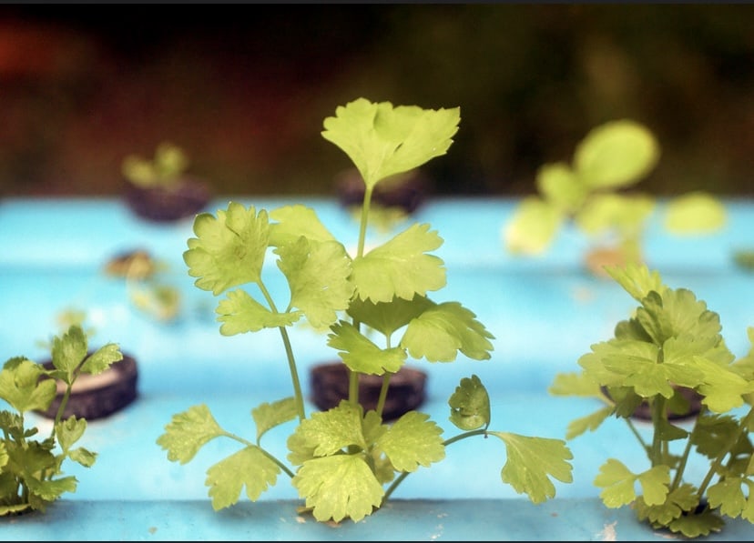Herb Hydroponics: A Fragrant and Flavorful Adventure